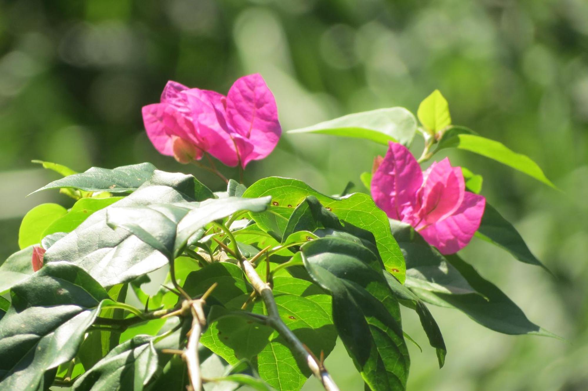 Vocare Finca Agroecologica Upala Εξωτερικό φωτογραφία