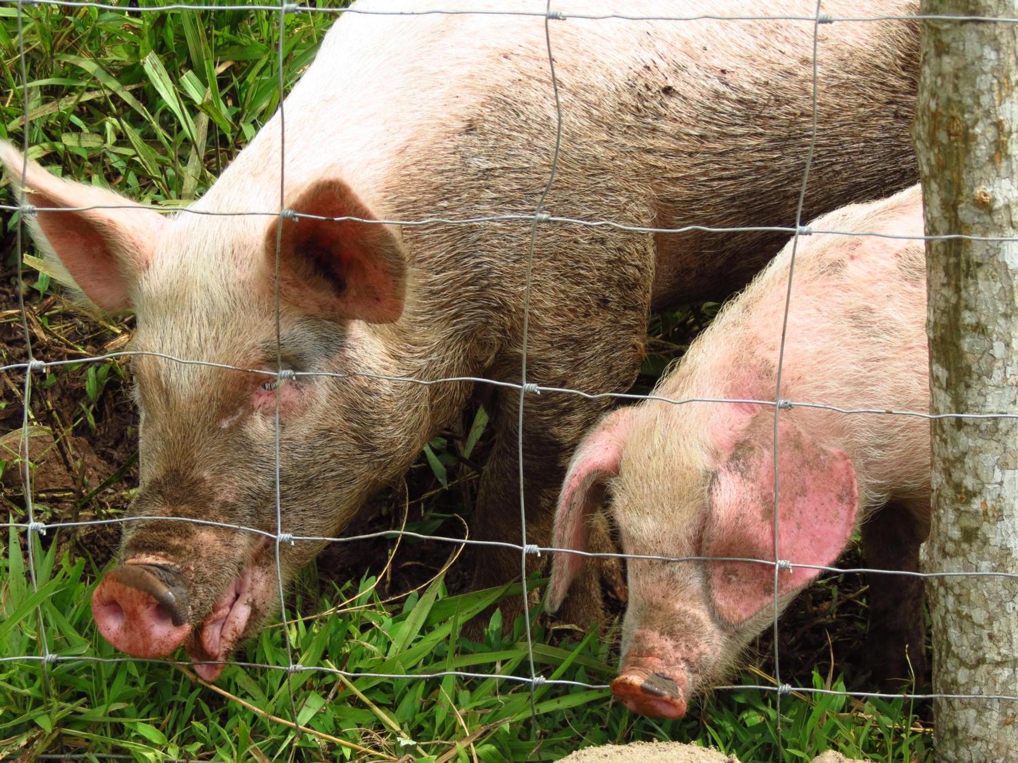 Vocare Finca Agroecologica Upala Εξωτερικό φωτογραφία