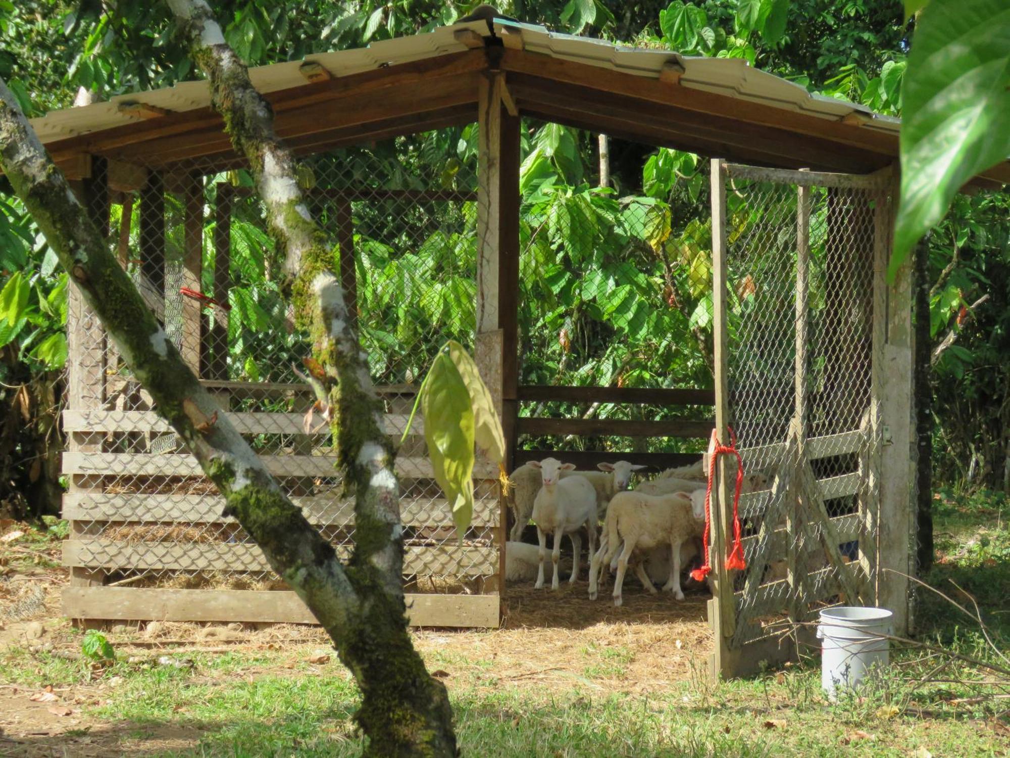 Vocare Finca Agroecologica Upala Εξωτερικό φωτογραφία